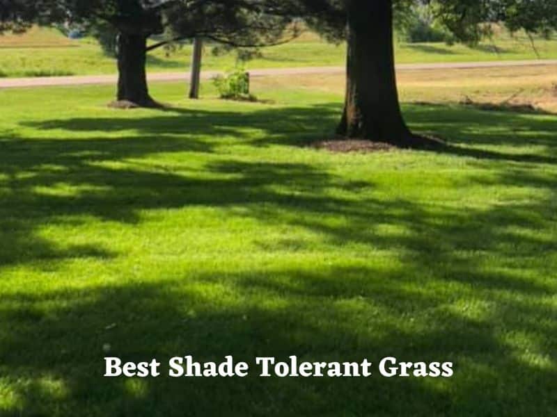 How to make grass grow in shade - under trees