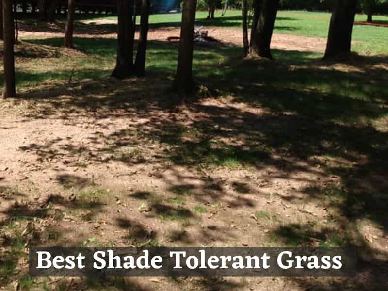 What grass grows in shade?
