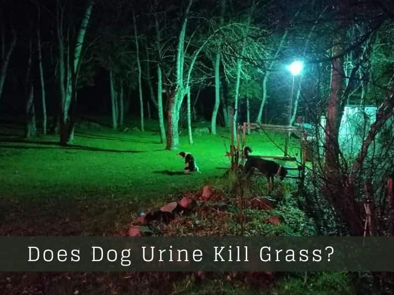 Does dog urine kill grass
