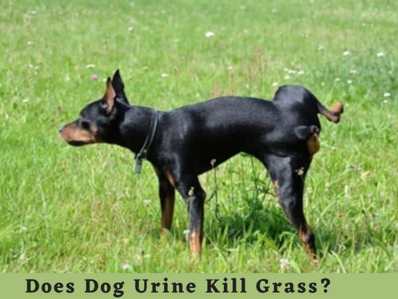 Does dog pee kill grass?