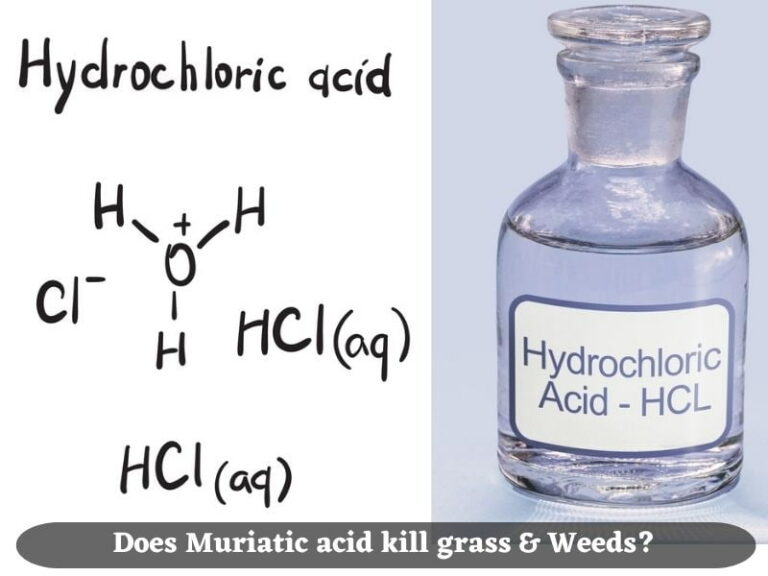 Will Muriatic Acid Kill Grass and Weeds? (Tips & Precautions)