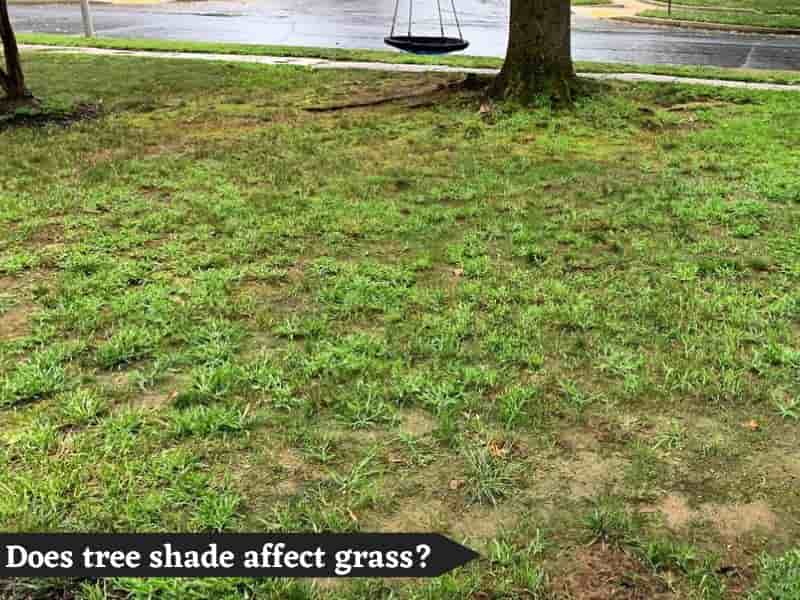 Does shade affect grass?