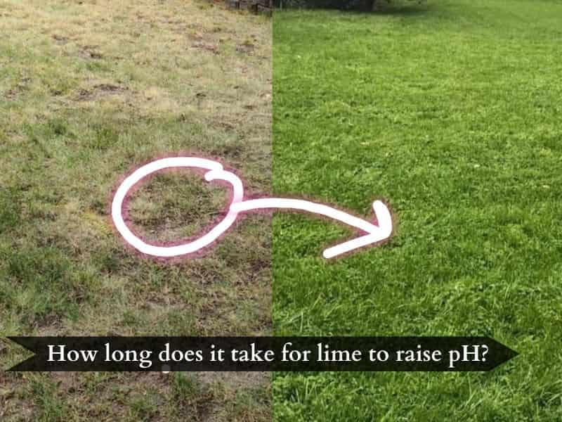 How long does it take for lime to raise soil pH?