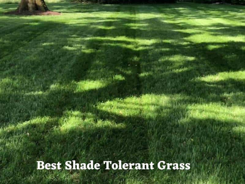 What southern grass grows in shade?