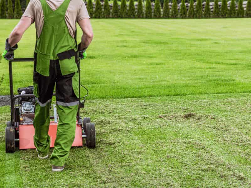 When to aerate the lawn?
