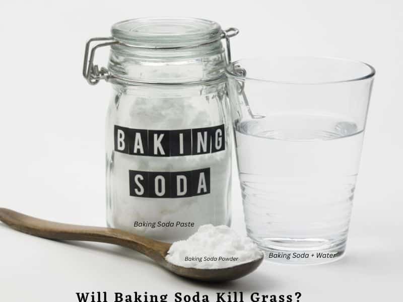 How to use baking soda to kill grass?