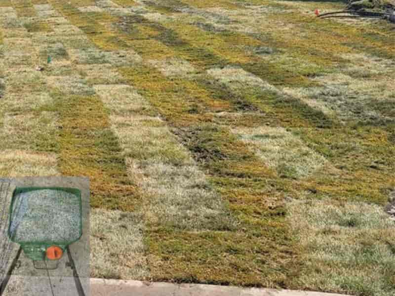 When to Fertilize New Sod Guide for St. Augustine, Bermuda, Zoysia ets