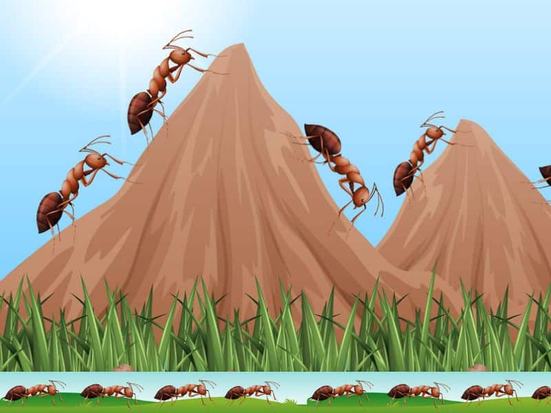How to get rid of ant hills in your lawn. What type of ants are in your lawn?
