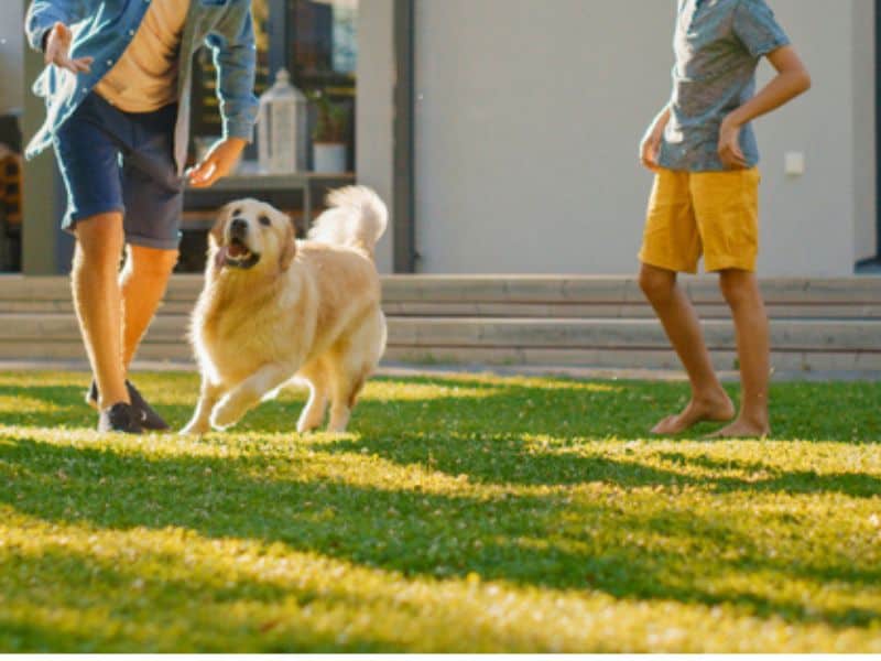 When to start walking, playing or using a new sod lawn + pets use