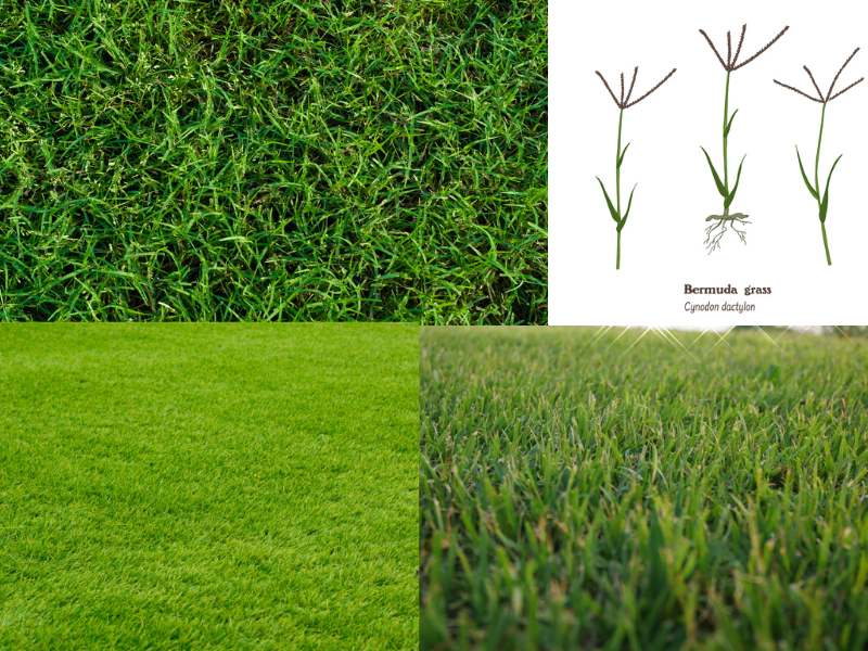 pictures of Bermuda grass