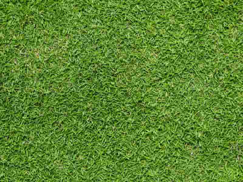 pictures of Bermuda grass