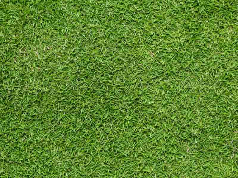 bermudagrass (Cynodon dactylon) lawn