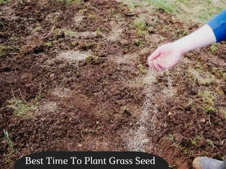 When Is The Best Time To Plant Grass Seed