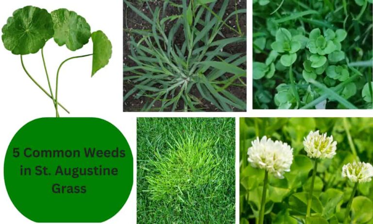 Common Weeds in St. Augustine Grass: Identification + Control Tips