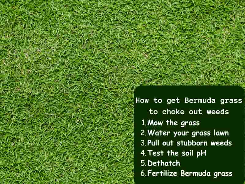 How to get Bermuda grass to choke out weeds