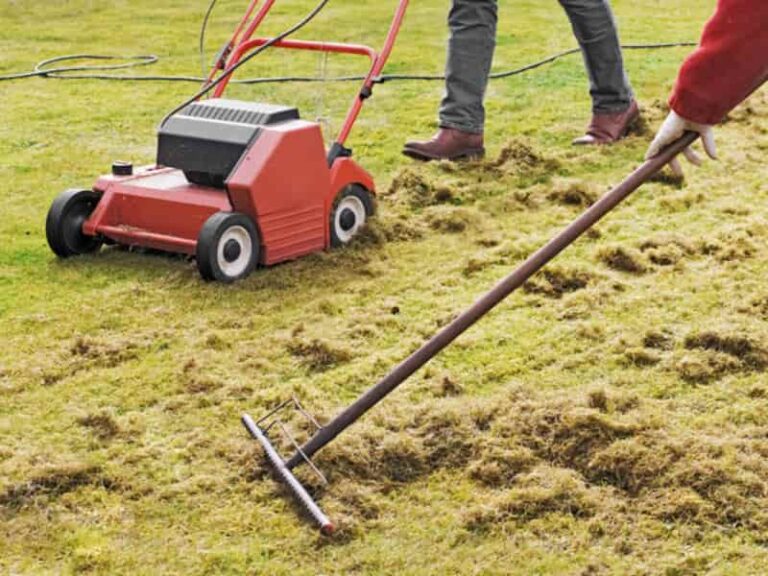 How to Remove Dead Grass from Lawn after Roundup