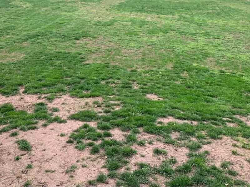 Should I overseed before or after top dressing lawn