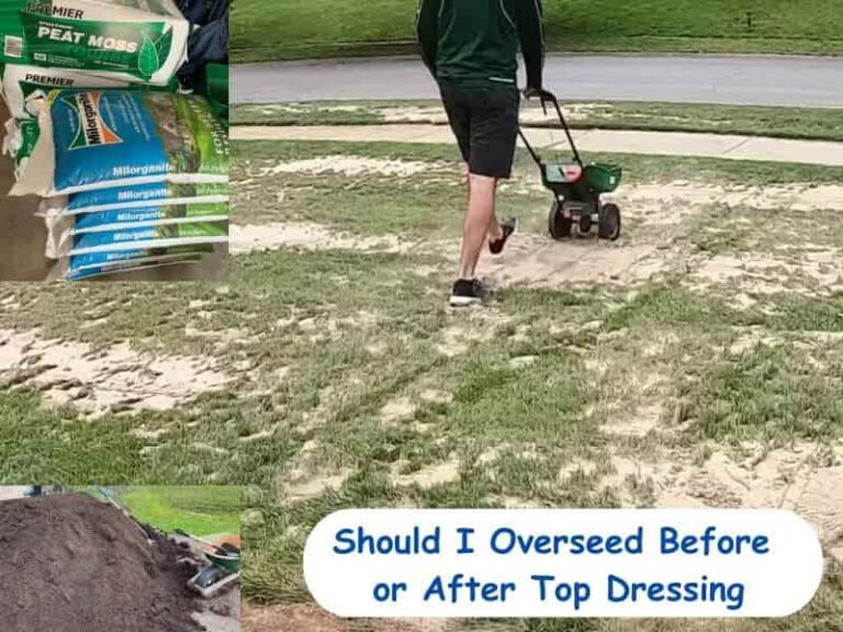 Should You Overseed Before Or After Top Dressing Your Lawn
