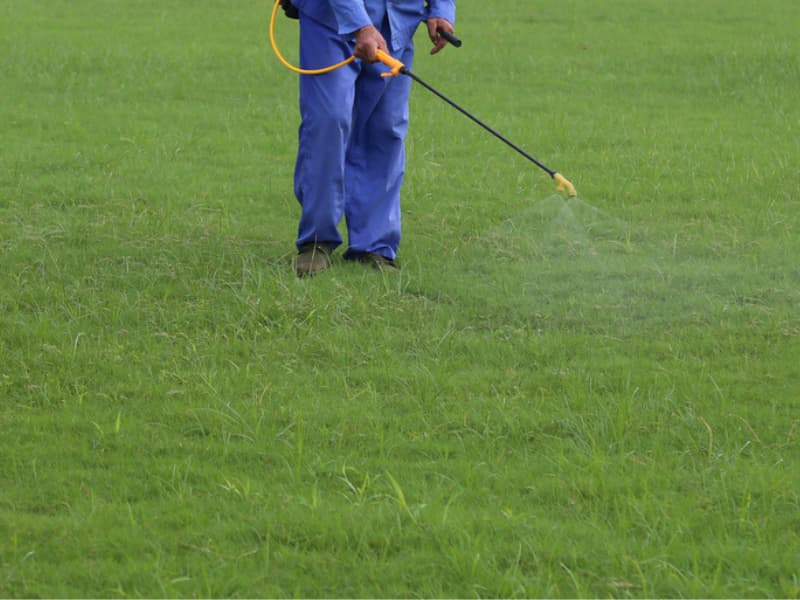 Weeds that 2,4-D WON’T Kill. Here is a list of weeds 2,4 d won't kill in your lawn/yard