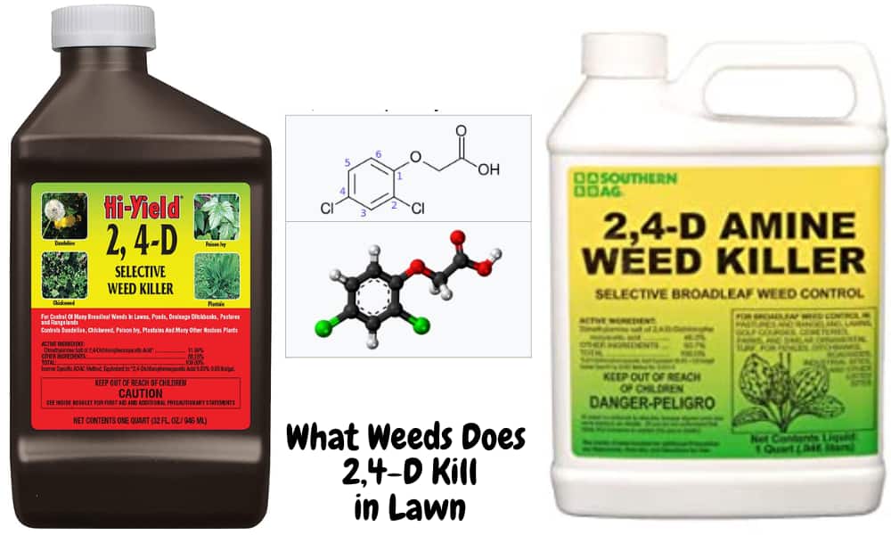 What Weeds Does 2,4-D Kill in Lawn? Here is a List of Weeds