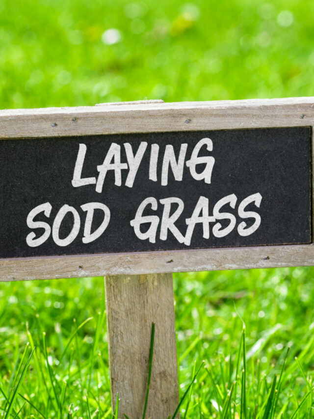 How to establish a lawn with sod