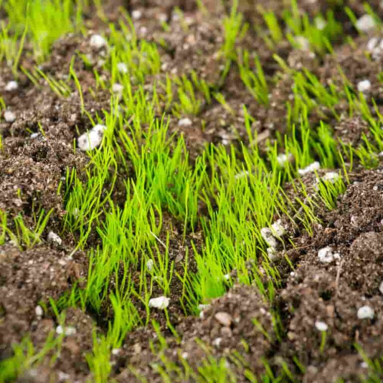 How Often To Water New Grass Seed