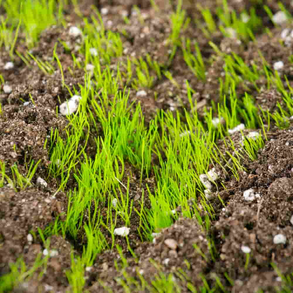How often and how much to water new grass seeds