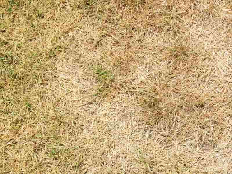 browning out drying grass lawn picture