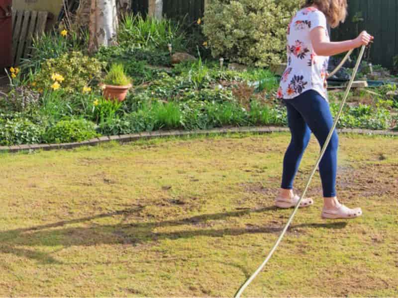 How to reseed a dead lawn by deep watering the 