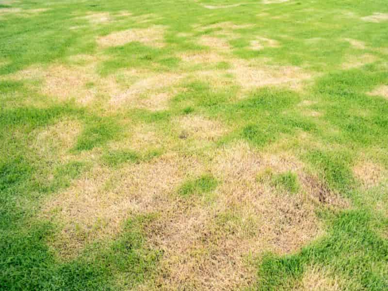 Green grass lawn with dry spots due to urine picture