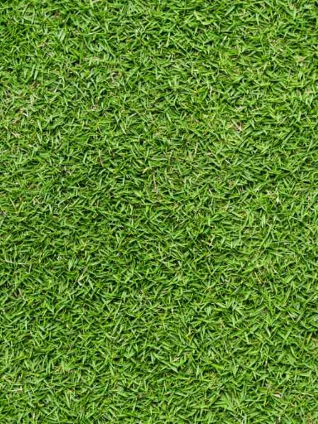 Bermuda grass lawn picture
