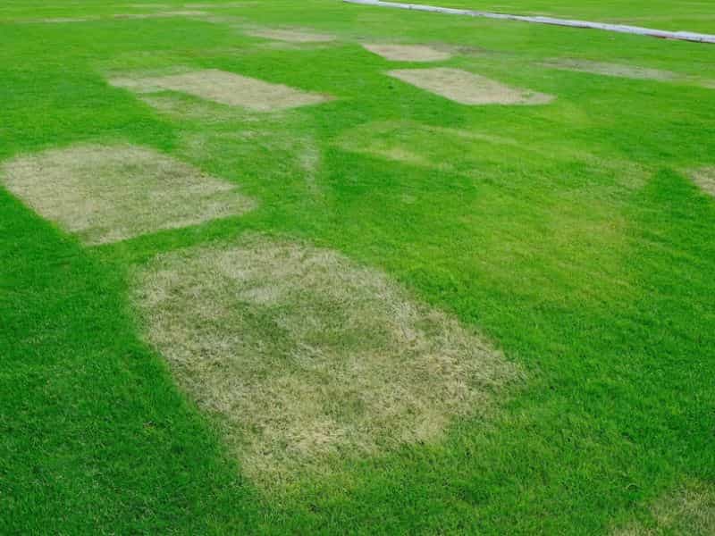 how to Fix Dead Spots in Lawns, apply fungicides, proper lawn management, dethatch, leach out fertilizer, aerate and add organic matter then reseed your lawn