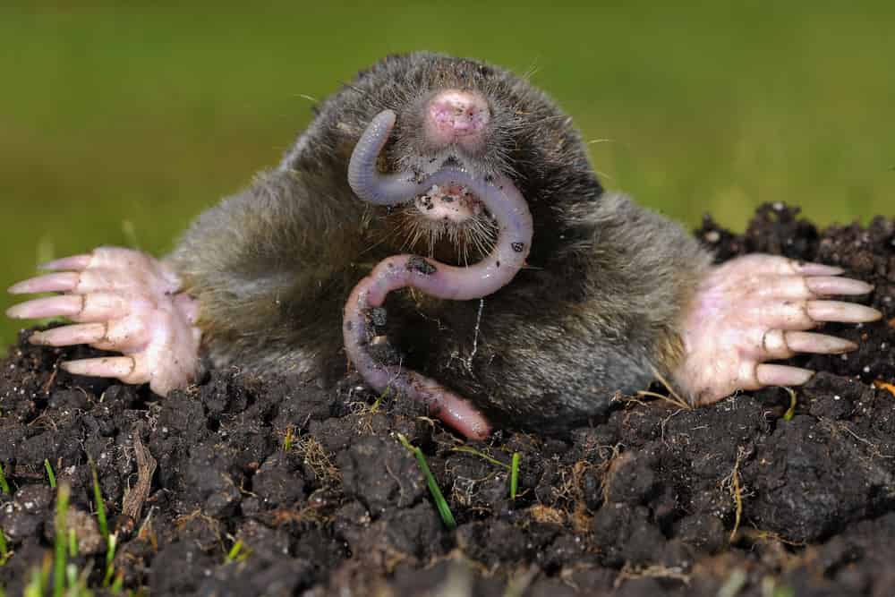What do moles eat? features nest and mating habits