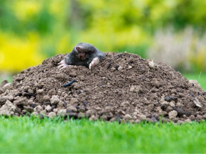 How To Use Juicy Gum To Get Rid of Moles in Your Grass Lawn