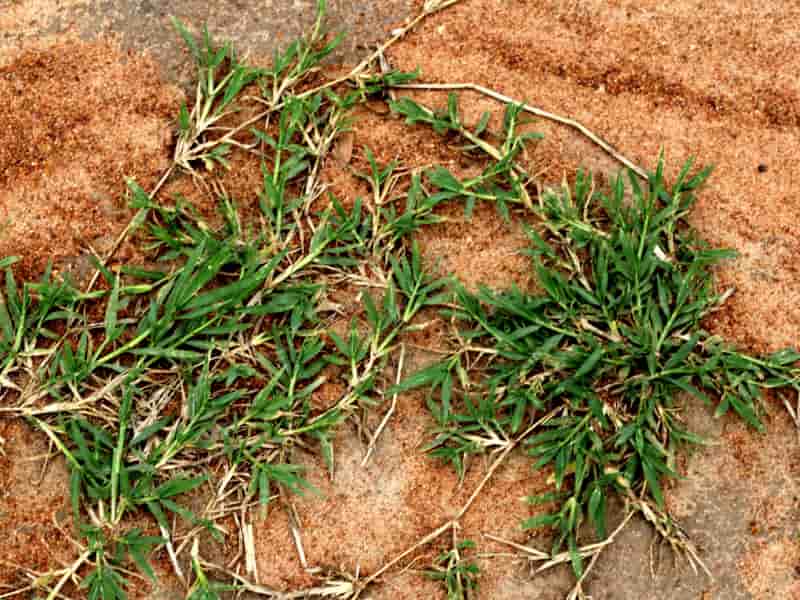Bermuda grass rhizome branching stage