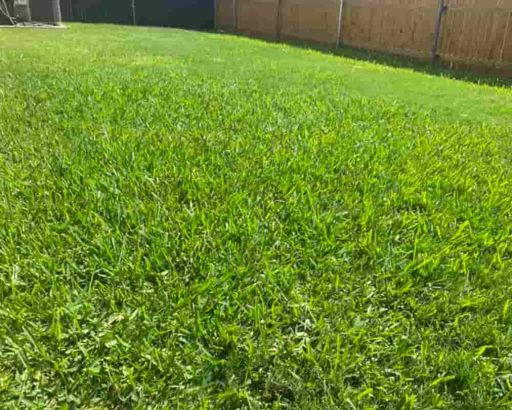 How Long Does It Take for St. Augustine Grass To Spread?