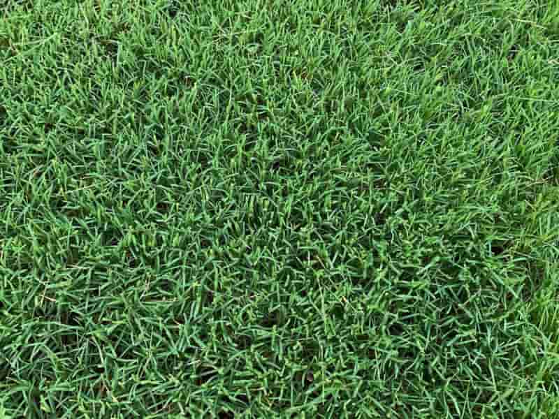 How to Identify Bermuda Grass (with pictures) 