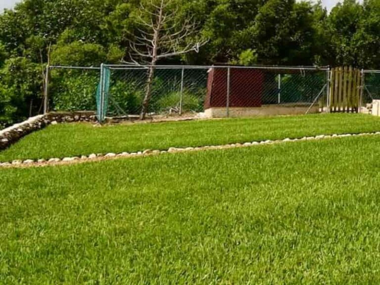 6 Ways to Make St. Augustine Grass Spread Fast and Grow Thick