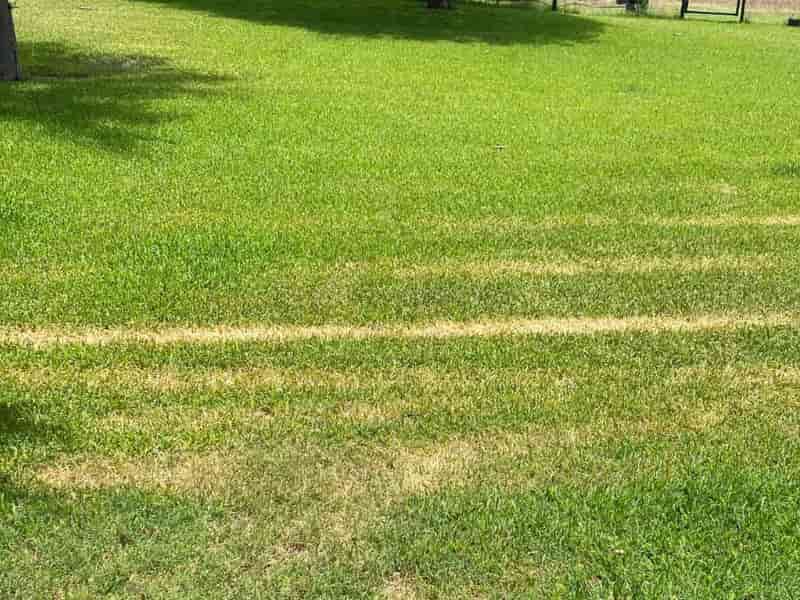 Ways to Make St. Augustine Grass Spread Quickly and Grow Thick