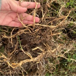 bermuda grass roots picture. This is how bermuda grass roots looks like