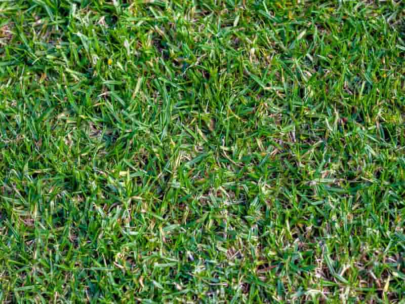 How to identify , establish, cost, care and maintenance of Bugfalo grass lawns