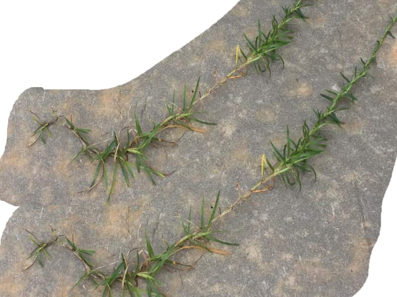 Centipede Grass – Identification, Care, Planting, Cost & More. What is Centipede grass?