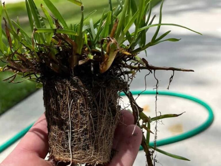 Centipede Grass – Identification, Care, Planting, Cost & More