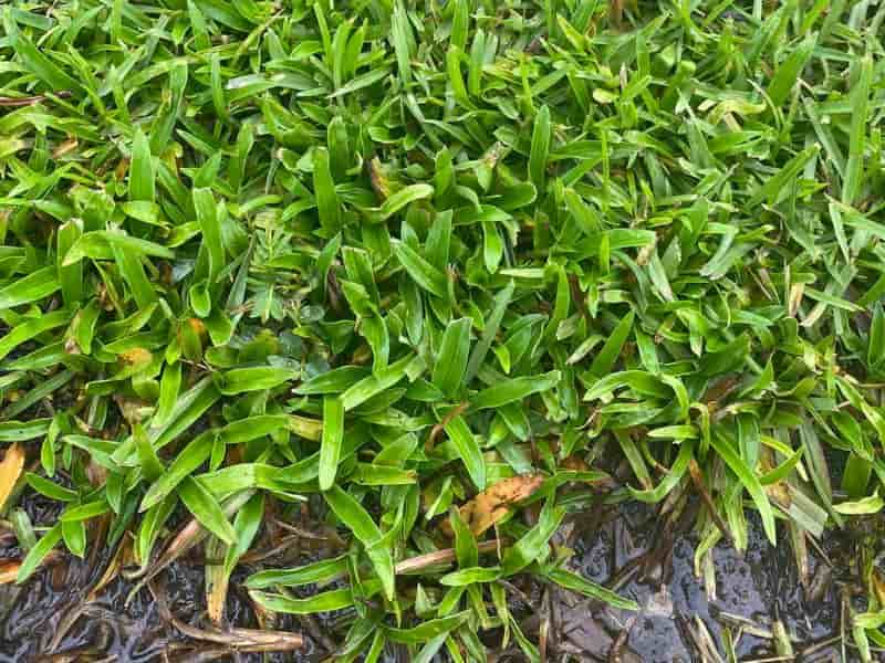 How to Establish Zoysia Grass Lawn