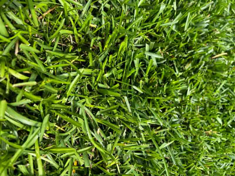 Why is my centipede lawn thin? How to Make Centipede Grass Thicker and Fuller