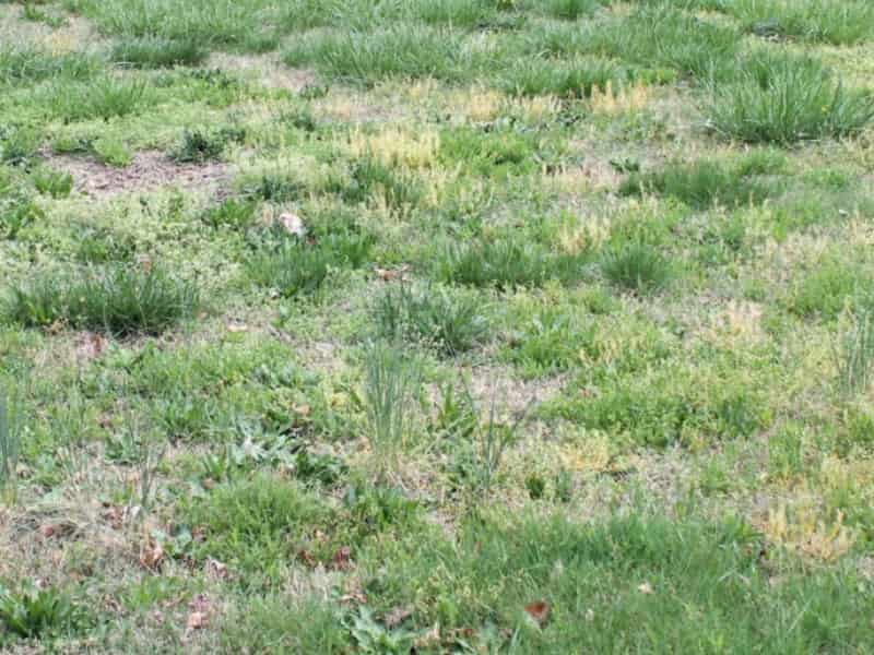 Kill weeds on Centipede grass lawns