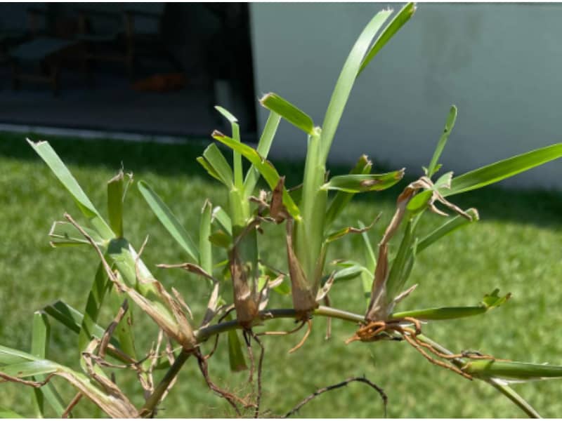 St.-Augustine-grass-identification