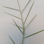Grass Zoysia japonica leaves picture