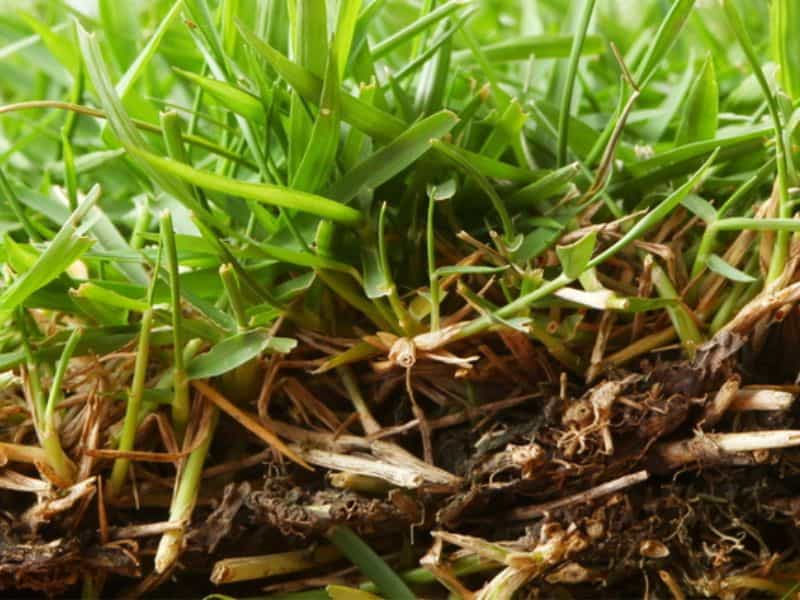 Zoysia roots and growth habit