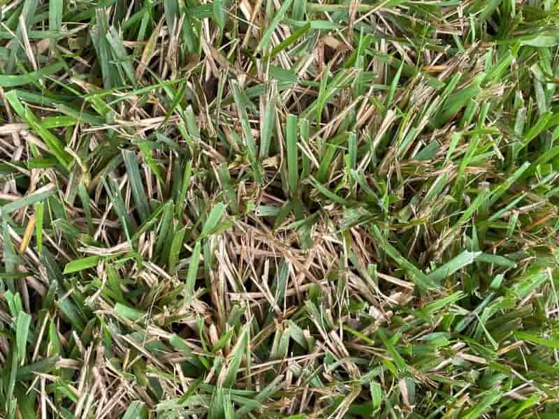 Zoysia grass is prone to thatch buildup and needs detatching